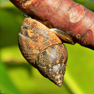 Periwinkle snail. Photo:  Jacopo Werther, Wikimedia Commons